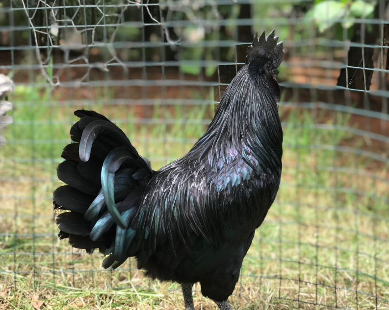 Galo Ayam Cemani preto absoluto – raça ornamental exótica da Indonésia